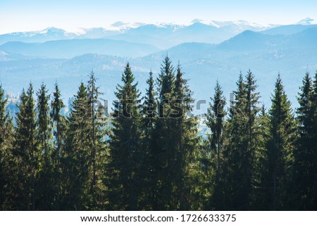 Picturesque mountain panoramic landscape with fir trees and mountain tops on a clear day.