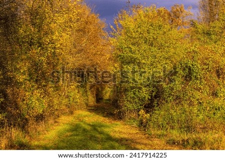 Picturesque, mystical hollow path through leaves and bushes in the fall sunlight