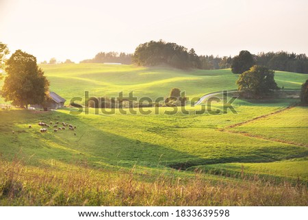 Picturesque panoramic scenery of the green hills and meadows (agricultural fields) at sunset. Sheeps grazing, close-up. Forest in the background. Idyllic rural scene. Pastoral landscape. New Zealand