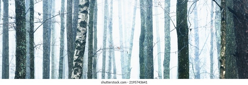 Picturesque panoramic scenery of the majestic forest in a thick white fog. Atmospheric landscape. Ecology, environment, pure nature - Shutterstock ID 2195743641