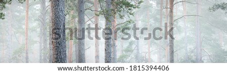 Picturesque panoramic view of the mysterious evergreen pine forest in a thick white morning fog. Tree trunks close-up. Abstract natural pattern, texture, background. Pure nature concept