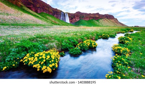 Picturesque Panoramical Landscape With Beauty Yellow Flowers On Seljalandfoss Waterfall On Seljalandsa River, Iceland, Europe