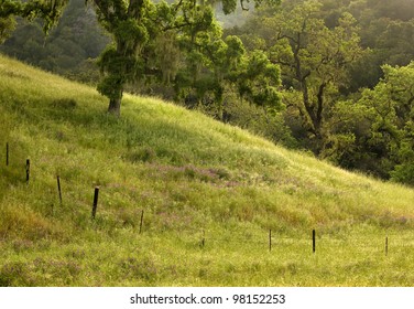 Picturesque pasture in Henry Coe State Park, California, with wildflowers in spring at dawn. - Powered by Shutterstock