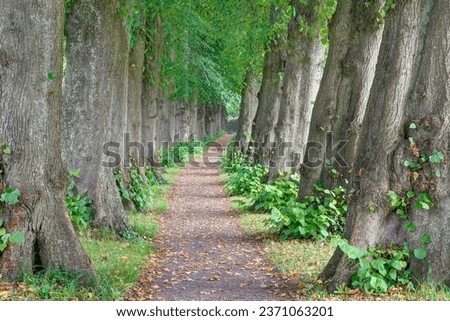 Picturesque path between mighty trees,  the 105 meters long lime tree avenue with its closely lined up trees leads through the small cemetery in the town of Sieseby in Schwansen.