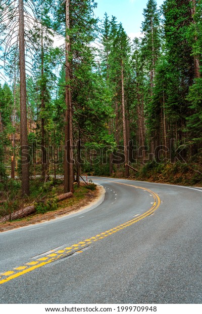 A picturesque paved road in the forest in Yosemite\
National Park