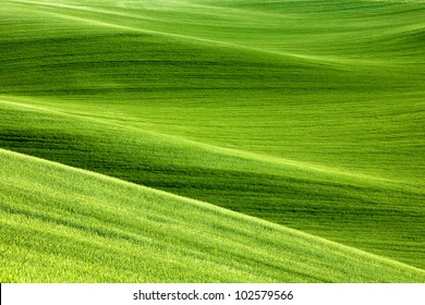 Picturesque Rolling Hills Of Green Wheat Fields Of Wheat