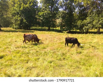 Picturesque Rural Lanscape With Two Texas Longhorn Cows On Pasture