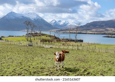 Picturesque rural scene with tranquil cows and calves grazing and resting, the pristine lochs and the spectacular Isle of Skye with frozen mountain tops behind, as seen from Isle of Raasay, Scotland