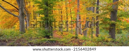 Similar – Image, Stock Photo autumn 2 Environment