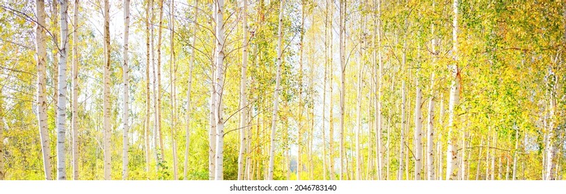 Picturesque scenery of the golden birch forest on a clear sunny day. Early autumn in Latvia, Europe. Pure nature, environmental conservation, eco tourism. Pathway, tree trunks, leaf texture close-up