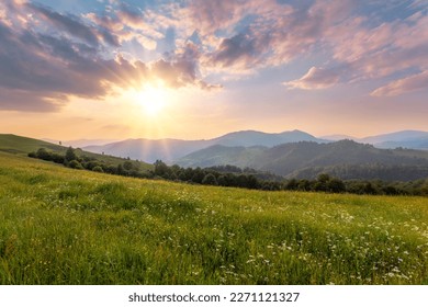 Picturesque scenery of summer green hills under gorgeous sunset sky with clouds. Wildflowers on a green grass meadow.