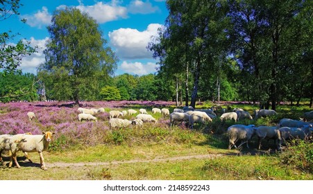 Picturesque scenic dutch landscape with sheep herd grazing in glade of dutch forest  heathland with purple blooming heather erica flowers shrubs (Calluna vulgaris ) - Venlo, Netherlands, Groote Heide 