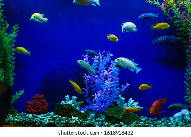 Picturesque Sea Aquarium. Underwater World. Sea Fish Of Red And Yellow Color, Coral Reef, Seaweed, Ocean Floor. Close Up