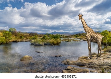 Picturesque shot of a giraffe, standing at the river bank.
