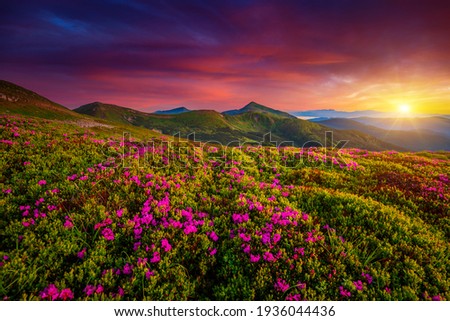 Picturesque summer sunset with rhododendron flowers. Location place Carpathian mountains, Ukraine, Europe. Vibrant photo wallpaper. Image of gorgeous pink flowers. Discover the beauty of earth.