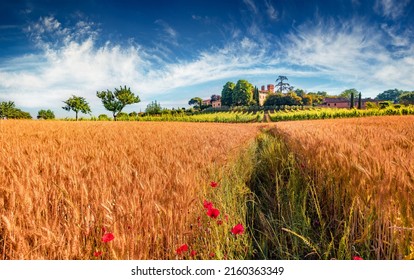 Picturesque summer view of field of wheat in Toscana, Florence location, Italy, Europe. Amazing morning scene of Italian countryside. Beauty of nature concept background. - Shutterstock ID 2160363349
