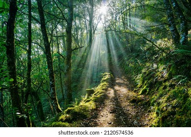 Picturesque sunrise sunbeams breaking through treetops and dense foliage on a forest road nearest Fonsagrada  in Spain .