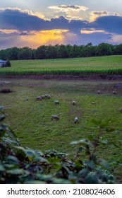Picturesque sunset in countryside, herd of sheeps grazing on the green meadow. Beautiful natural landscape view, vertical background
