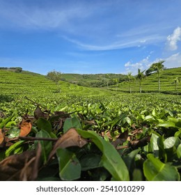 A picturesque tea plantation stretches across rolling hills under a bright blue sky. Neatly arranged rows of lush green tea bushes create a mesmerizing pattern - Powered by Shutterstock