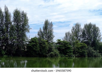 Picturesque, tranquil scenery of trees and river at Punggol Barat – Punggol Timor Island, Singapore. Nature wallpaper; background; with copy space