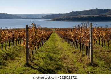 Picturesque Tuscan vineyard with rows of golden grapevines leading to a serene lake. Rolling hills and lush forests frame the background, creating a stunning autumn landscape in Italy’s wine country. - Powered by Shutterstock