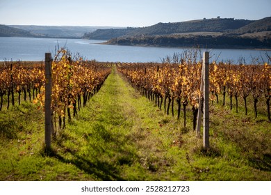 Picturesque Tuscan vineyard with rows of golden grapevines leading to a serene lake. Rolling hills and lush forests frame the background, creating a stunning autumn landscape in Italy’s wine country. - Powered by Shutterstock