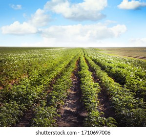 66 092件の じゃがいも畑 の画像 写真素材 ベクター画像 Shutterstock