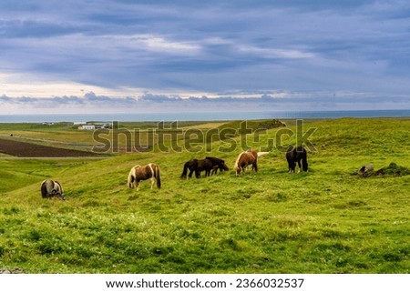 Picturesque view of icelandic horses grazing on pasture, Iceland