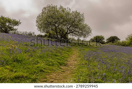 Picturesque view of a path going through the bluebells to a bench under a gnarled tree. 