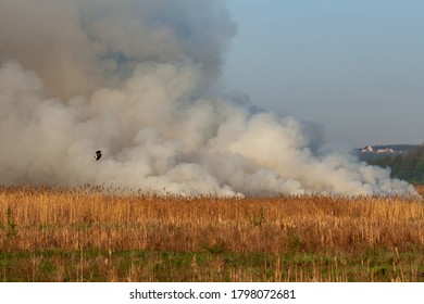 Picturesque View Of Smoke On Peat Field - Fire Nature