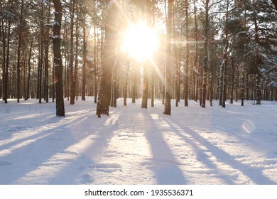 Picturesque view of snowy pine forest in winter morning - Powered by Shutterstock