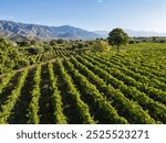 Picturesque vineyard landscape in Sicily, Italy. Rows of grapevines stretch across rolling hills, with majestic mountains in the background. Lush Mediterranean countryside Italian winemaking region.