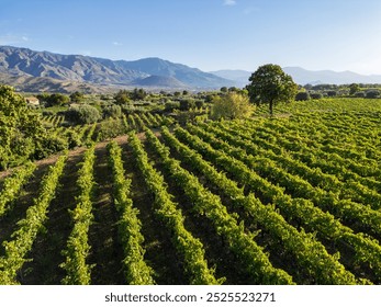 Picturesque vineyard landscape in Sicily, Italy. Rows of grapevines stretch across rolling hills, with majestic mountains in the background. Lush Mediterranean countryside Italian winemaking region. - Powered by Shutterstock