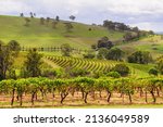 Picturesque vineyards in the Hunter Valley - Mount View, NSW, Australia