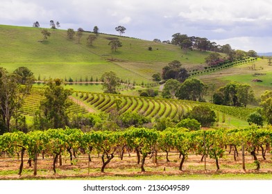Picturesque vineyards in the Hunter Valley - Mount View, NSW, Australia - Shutterstock ID 2136049589