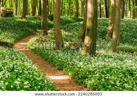 Picturesque winding forest path leading through blooming ramsons (wild garlic) in a lush green springtime forest, Ith-Hils-Weg, Ith, Weserbergland, Germany