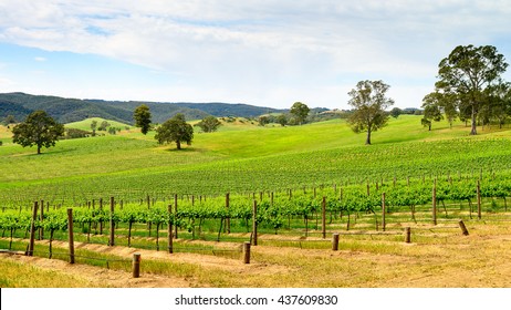 Picturesque Wine Valley In Barossa, South Australia. 