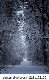 Picturesque Winter Landscape, Incredible Wildlife