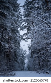 Picturesque Winter Landscape, Incredible Wildlife