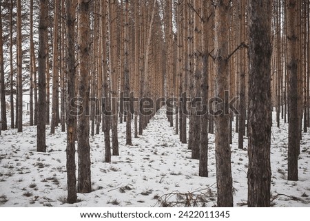 A picturesque winter wonderland unfolds with a snow-covered pine forest and a meandering path. Serene atmosphere, occasional snow crunch. Breathtaking scenery adds enchantment.