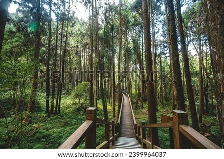 A picturesque wooden bridge in the heart of Alishan National Forest Park, nestled within the enchanting Alishan National Scenic Area—a mountain resort and nature reserve situated in Alishan township.