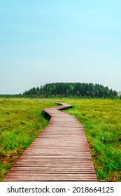 A Picturesque Wooden Walking Path Through A Swamp With Tall Grass In Summer.Quiet Nature Trail, Beautiful Landscape