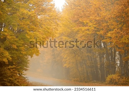 Picturesque woodland landscape in the mountains of Lovcen National Park, Montenegro on foggy autumn day. Orange and yellow trees around a deserted road. Beautiful nature of Balkans. Forest on fall day