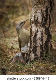 Picus canus