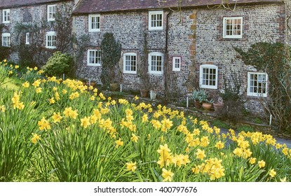 PIDDINGHOE, EAST SUSSEX - CIRCA MARCH 2016 - old flint cottages celebrate a sunny Easter day with a display of colourful daffodils in the South Downs National Park