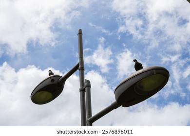 Pideons sitting on metallic objects