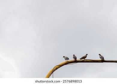 Pideons sitting on metallic objects