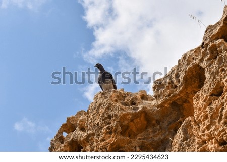 pidgeon bird on the rocks 