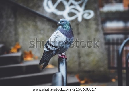 Pidgeon in the city of Bad Kreuznach, Germany 