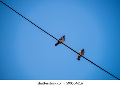 Pidgeon Flying In Front Of A Church In Timisoara, Romania On A Sunny Day